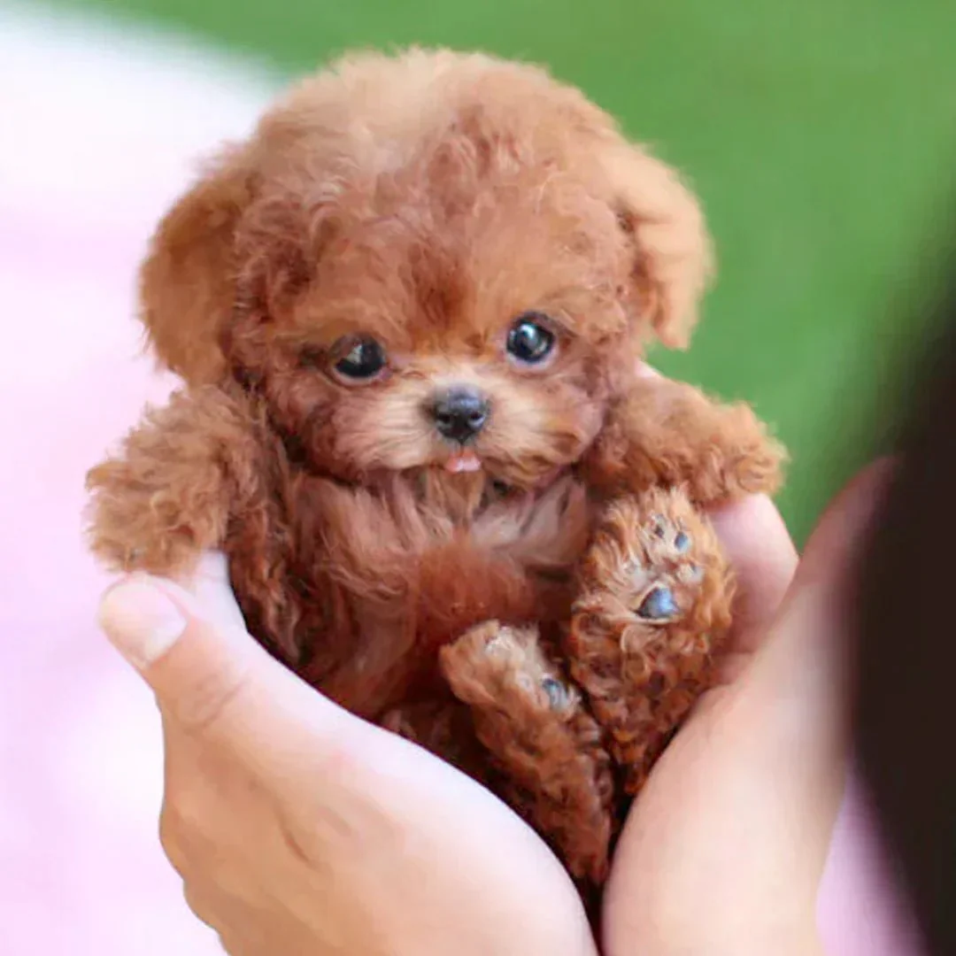 SNGGEPUP - Realistic plush dolls with lifelike details