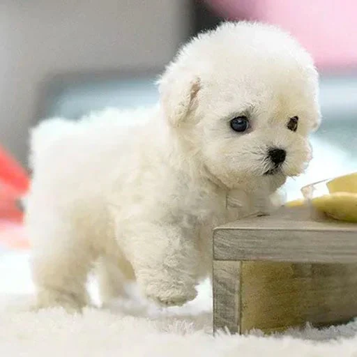SNGGEPUP - Realistic plush dolls with lifelike details - Image 7